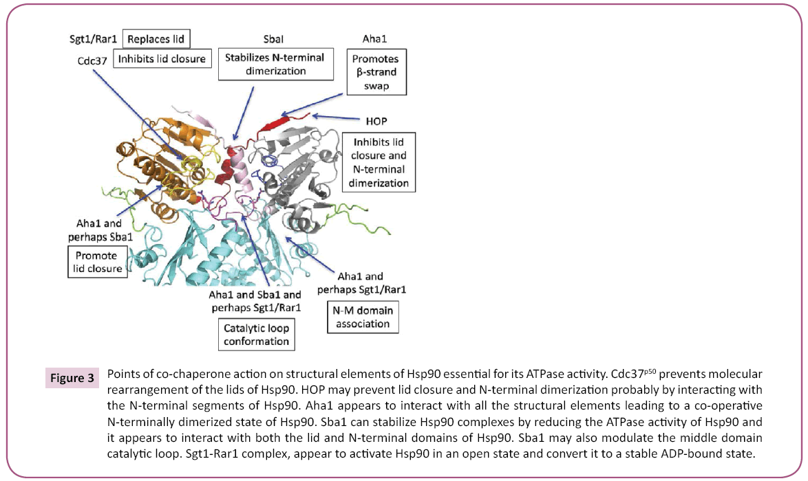 biochem-molbio-co-chaperone-action