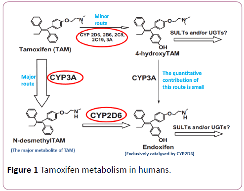 Biochemistry-Molecular-Biology-Tamoxifen-metabolism